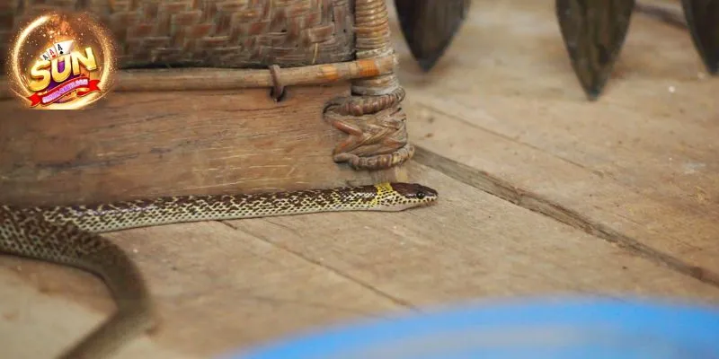 Mơ thấy rắn vào nhà 